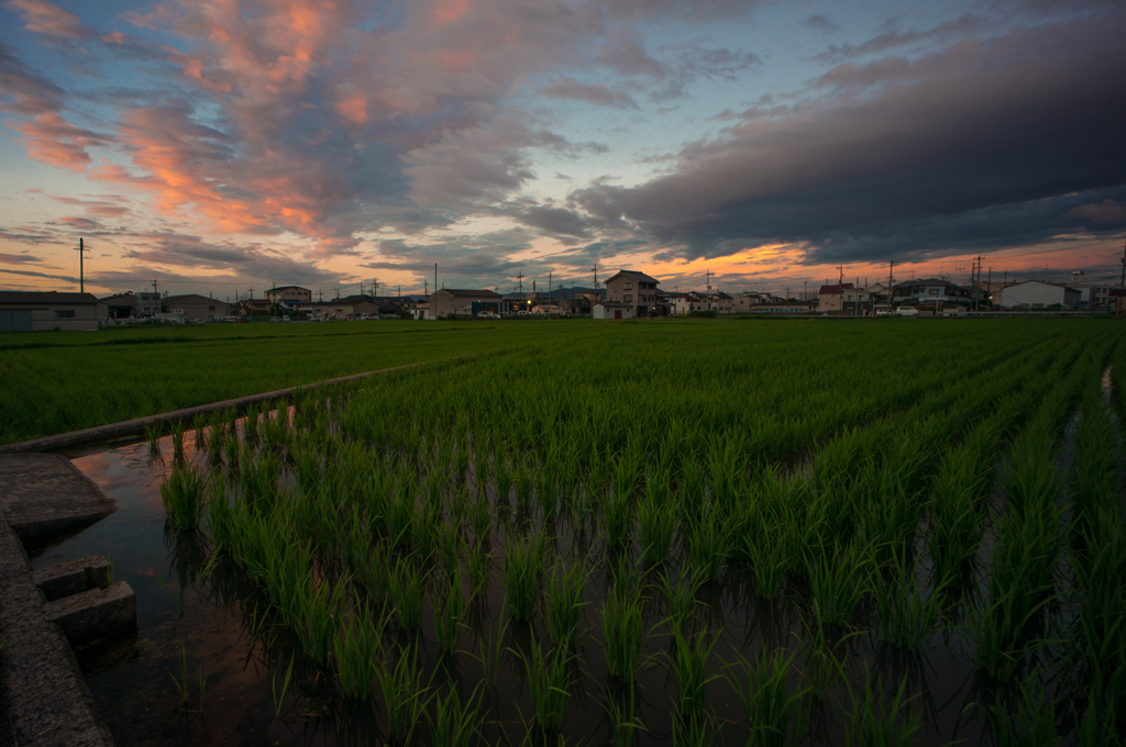 田と夕焼け