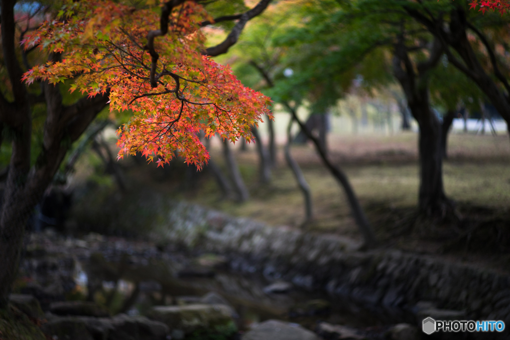 奈良公園の紅葉<9>