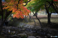 奈良公園の紅葉<9>
