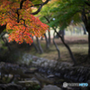 奈良公園の紅葉<9>