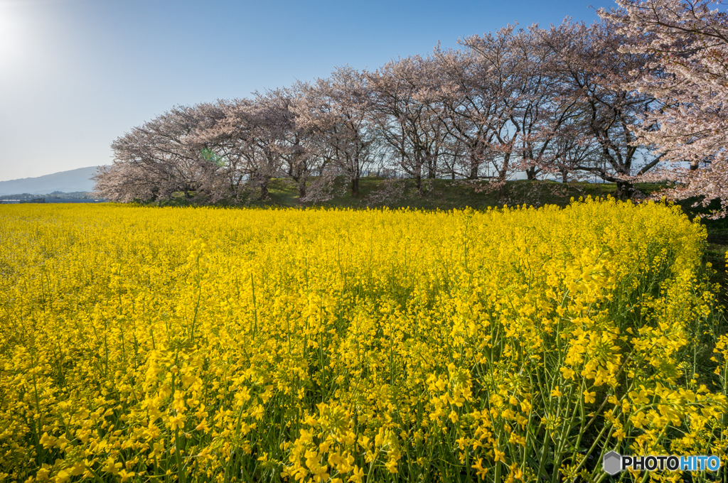 やっと晴れました！