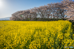 やっと晴れました!
