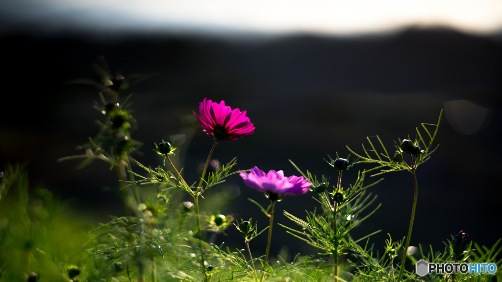 棚田に咲くコスモス
