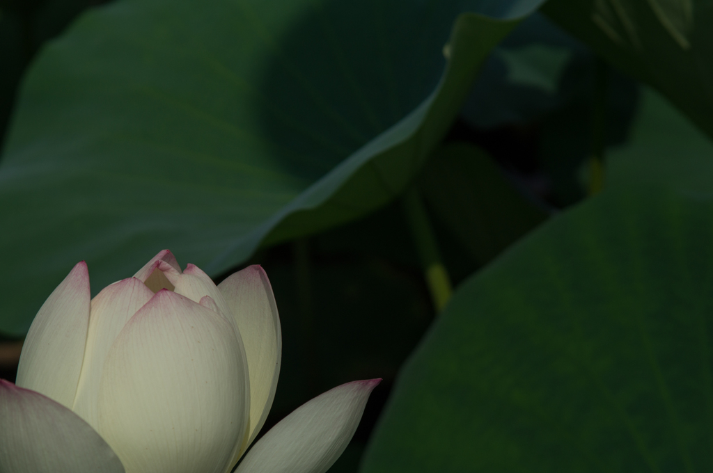 今日もハスから