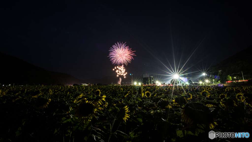 南光ひまわり畑の花火<1>