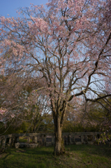 吉野神社の枝垂れ桜