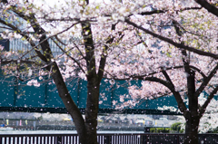 桜吹雪