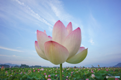 合成じゃないです 合成じゃないです