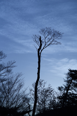 雲と木<ながしかく>