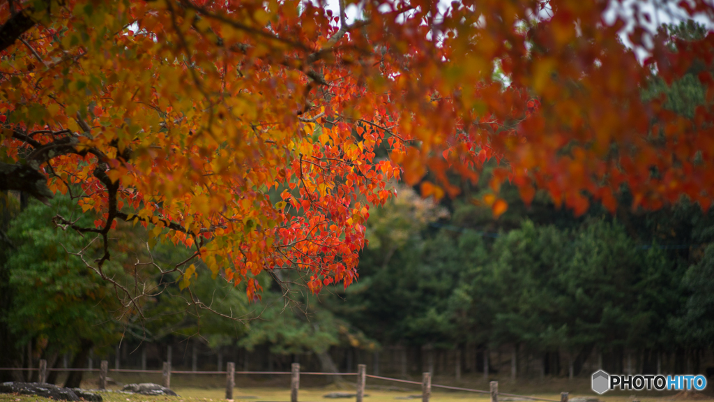 奈良公園の紅葉<3>
