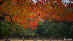 奈良公園の紅葉<3>