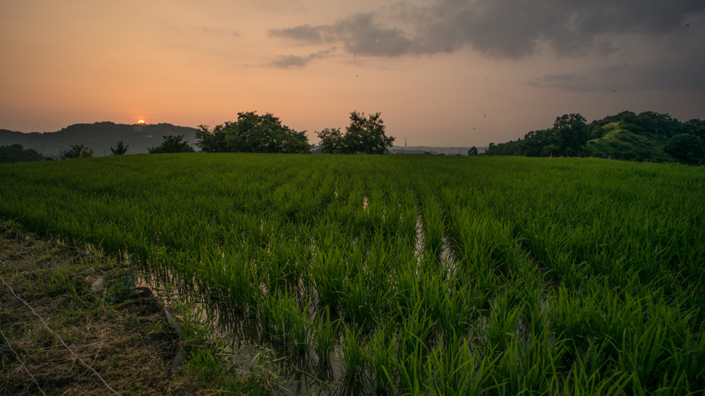 田んぼと夕日のある風景