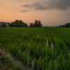 田んぼと夕日のある風景