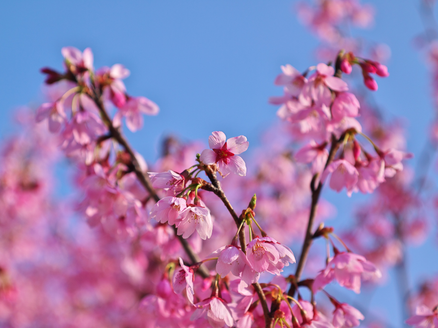 河津桜？