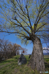 藤原宮跡の柳<1>