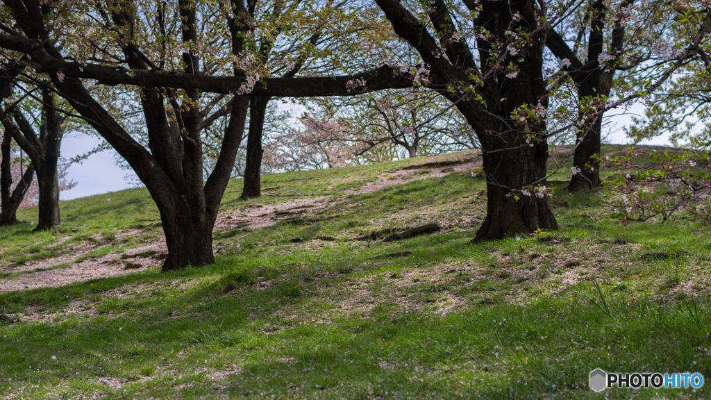 古室山古墳の桜<1>