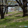 古室山古墳の桜<1>