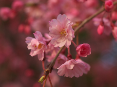 しだれ桜