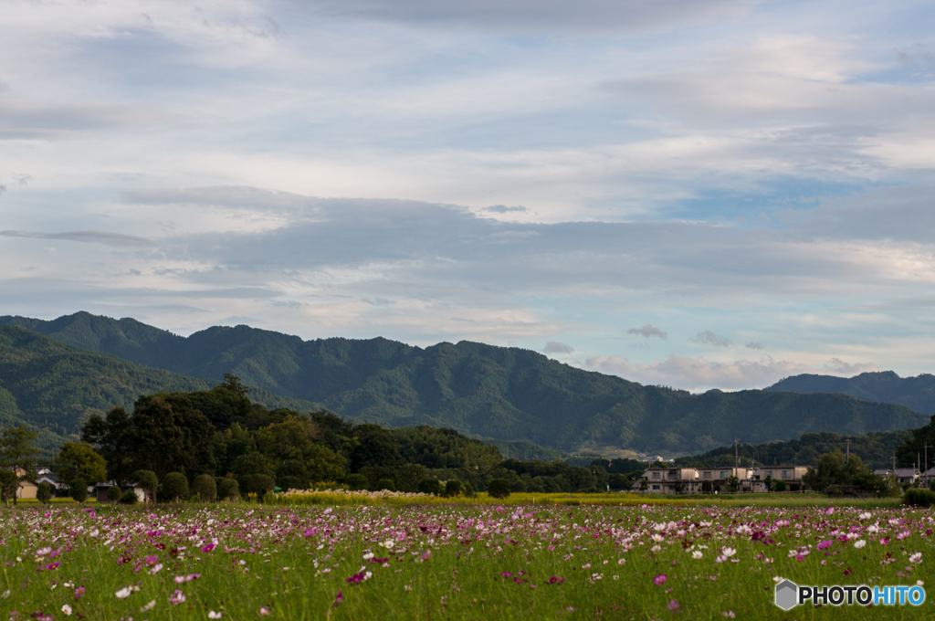 藤原宮跡のコスモス<2>