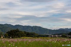 藤原宮跡のコスモス<2>