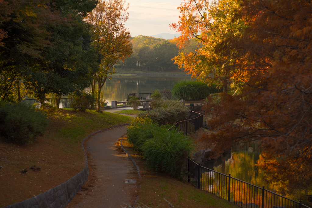 大泉緑地の朝Ⅱ<1>
