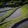 棚田<湛水>