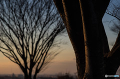 夕日に照らされ・・・