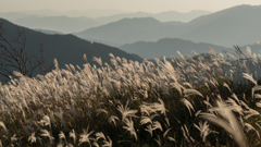 葛城山のススキ<7>