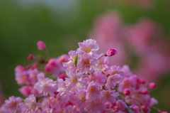 しだれ桜