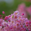 しだれ桜