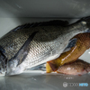 本日の釣果(20160502)