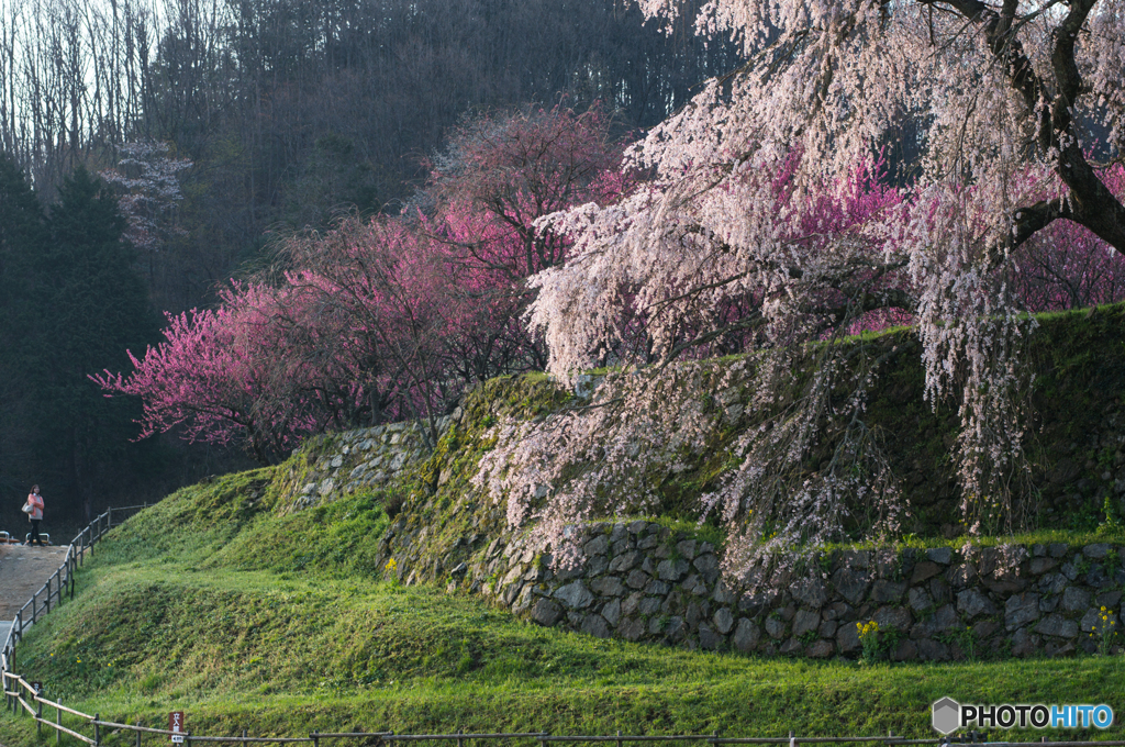 又兵衛桜<10>