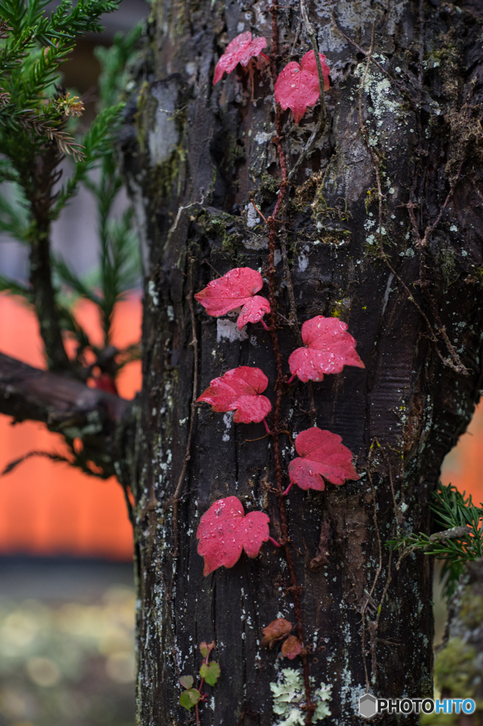 番外　真っ赤なハート