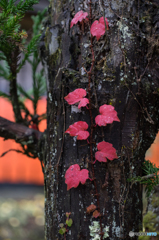 番外　真っ赤なハート