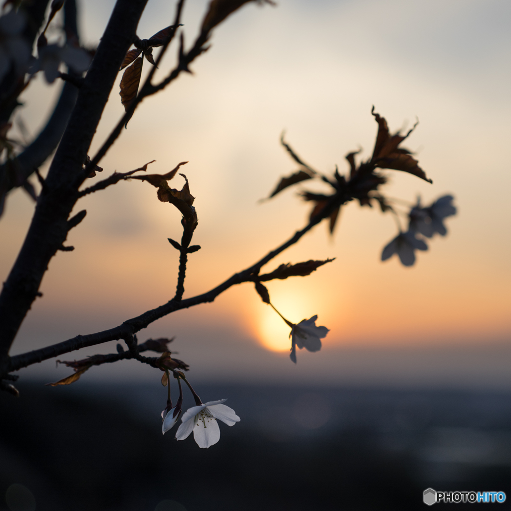 夕日と桜<2>