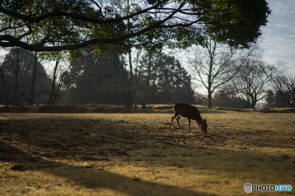 奈良公園の朝<6>