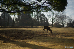 奈良公園の朝<6>