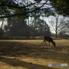 奈良公園の朝<6>