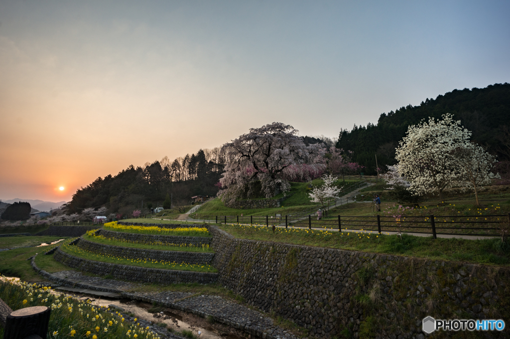 又兵衛桜<7>
