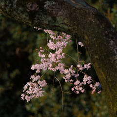 枝垂桜<3>
