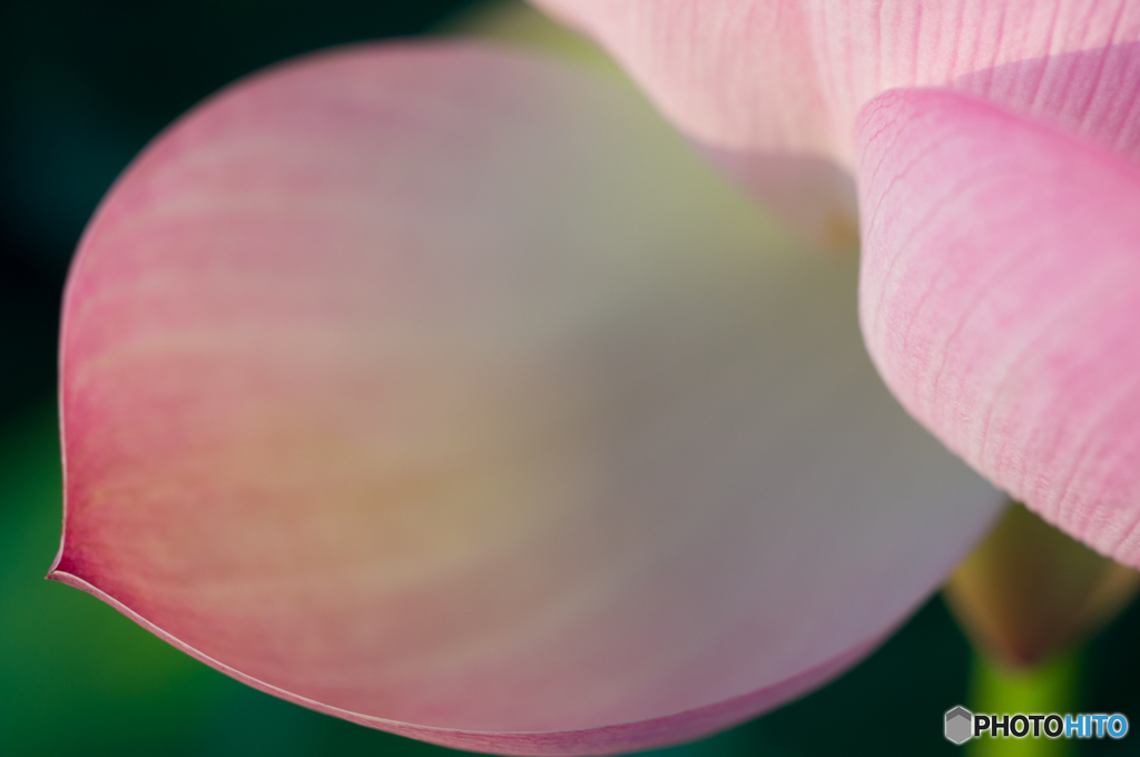 ハスに魅せられ<3>