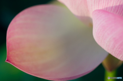 ハスに魅せられ<3> ハスに魅せられ<3>