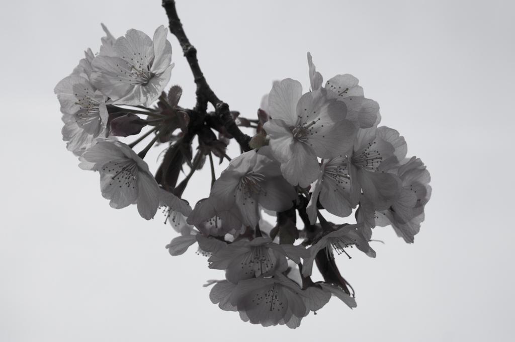 鞍馬の桜(白黒)