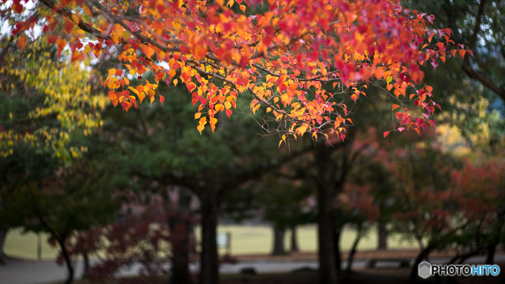 奈良公園の紅葉<6>