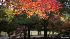 奈良公園の紅葉<6>
