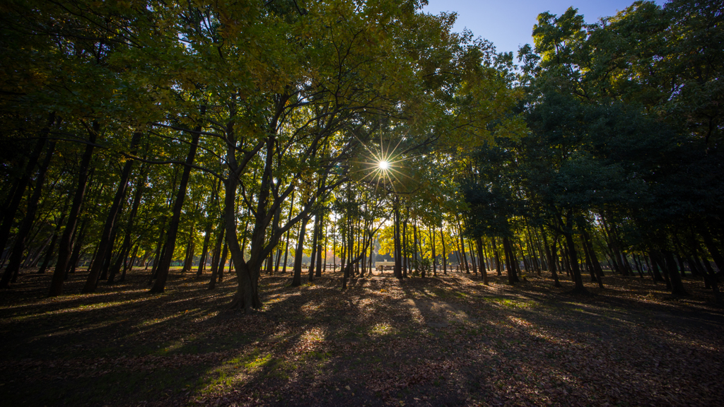 大泉緑地の朝Ⅱ<5>