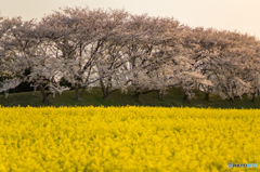 夕日に照らされ