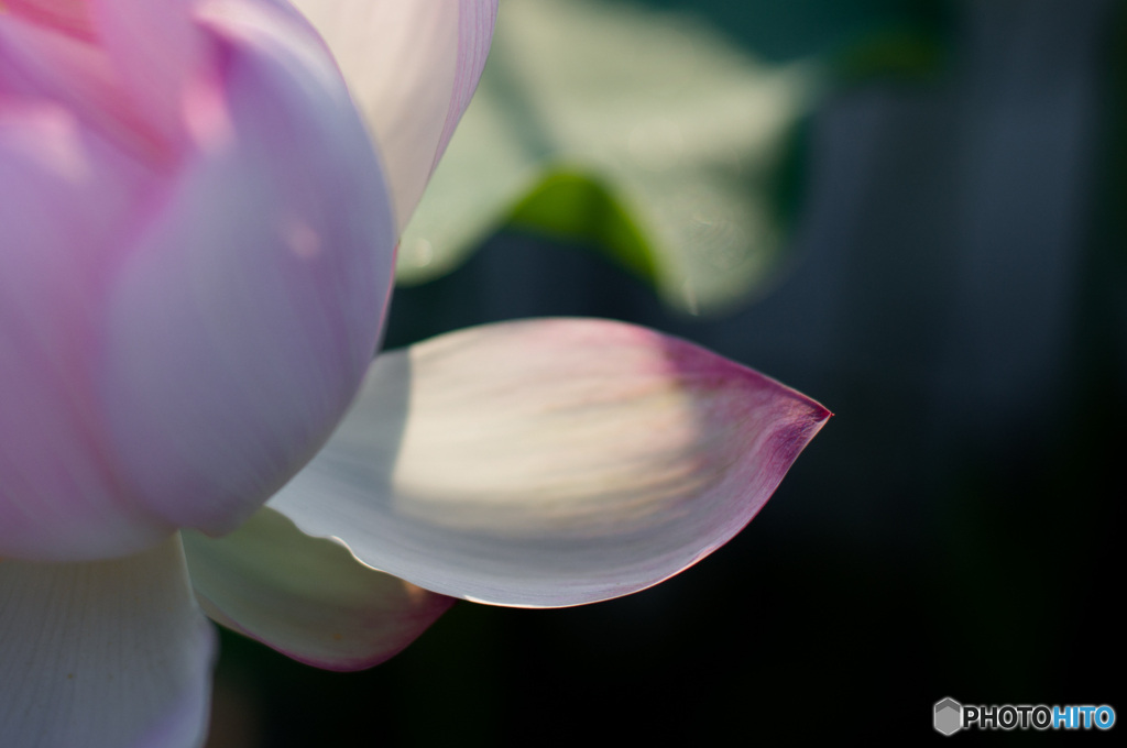 ハスに魅せられ<4>