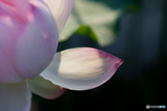 ハスに魅せられ<4> ハスに魅せられ<4>