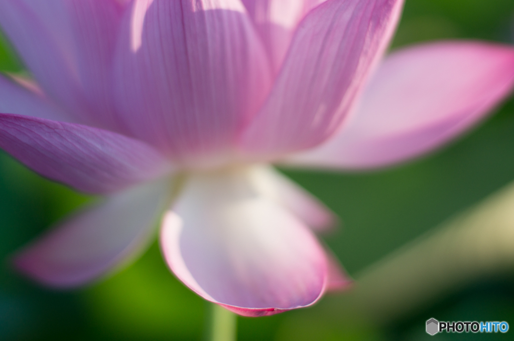 ハスに魅せられ<5>